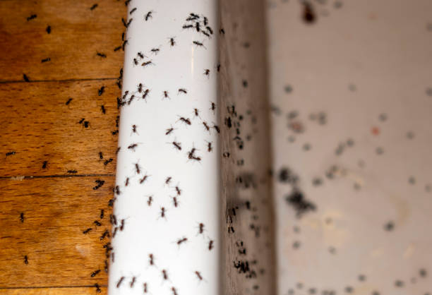 Flea Control Services in Webster City, IA