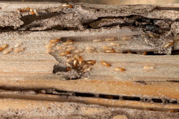 Best Insect Control  in Webster City, IA