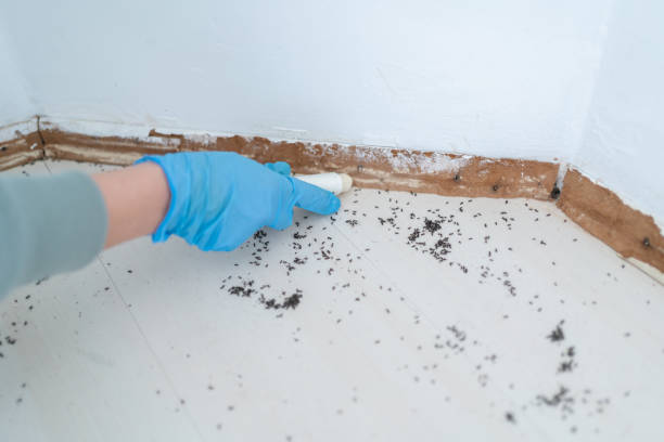 Best Best Pest Control Companies  in Webster City, IA